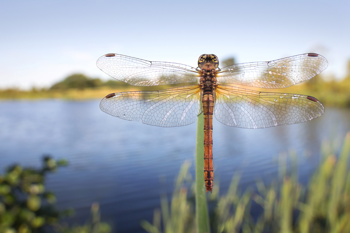 Common Darter wideangle5